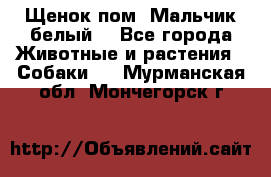 Щенок пом. Мальчик белый  - Все города Животные и растения » Собаки   . Мурманская обл.,Мончегорск г.